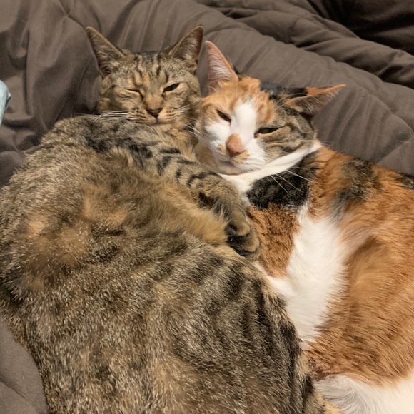 Meet your Posher, Cici - Picture 1 of 1